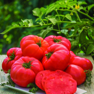 Big Zac Tomato Seeds – 25 Organic Heirloom Competition XL Size Vegetable Seeds for Garden