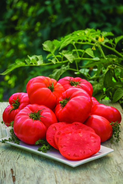 Big Zac Tomato Seeds – 25 Organic Heirloom Competition XL Size Vegetable Seeds for Garden