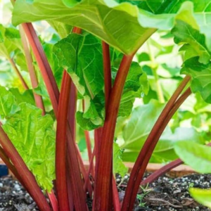 Rhubarb Seeds - 50 Fresh Heirloom Organic Red Perennial Vegetable Seeds for Garden