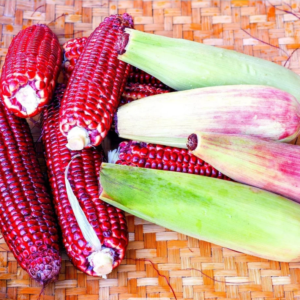 Red Bloody Butcher Dent Corn Seeds - Organic Heirloom - 1/2 Pound for Flour & Planting