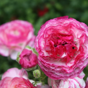 Pink Ranunculus Flower Bulbs - 15 Corms, Peony Rose Buttercup Type, Perennial