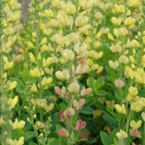 Baptisia 'Solar Flare' False Indigo Live Plant – Perennial – 3-4 ft Tall – Zone 4-9 - Image 2