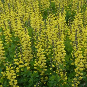 Baptisia 'Solar Flare' False Indigo Live Plant – Perennial – 3-4 ft Tall – Zone 4-9 - Image 1