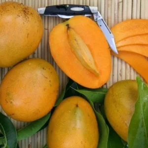 Baptiste Haitian Mango Tree Grafted Live Plant – 2-4 Feet Tall – Sweet Dessert Fruit - Image 1