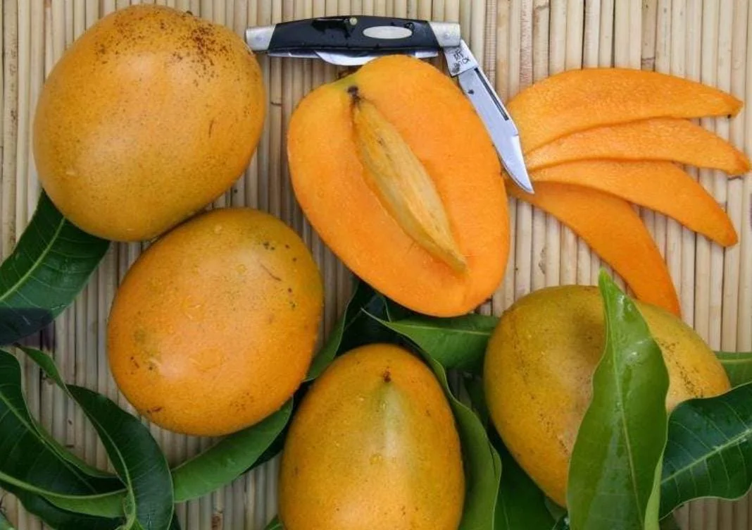 Baptiste Haitian Mango Tree Grafted Live Plant – 2-4 Feet Tall – Sweet Dessert Fruit - Image 1