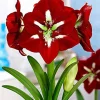 Barbados Amaryllis Bulb - Large 7" Red & White Blooms, 18-24" Stems, Forcing Bulb - Image 1