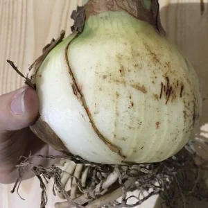 Barbados Amaryllis Bulb - Large 7