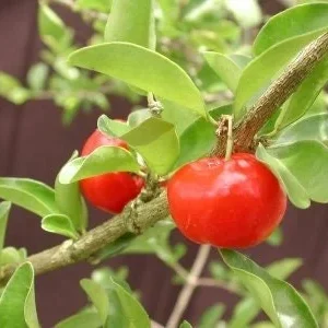 Barbados Cherry Live Plant - 2-3 Ft Tall - 3 Gallon Pot - Acerola Cherry - Image 1