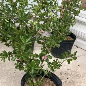 Barbados Cherry Live Plant - 3ft Tall Fruit Tree, Outdoor, Red Fruit - Image 2