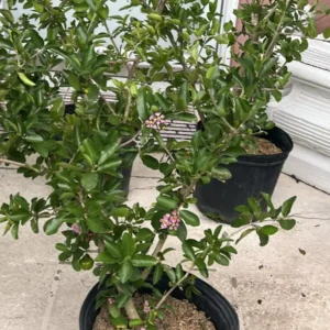 Barbados Cherry Live Plant - 3ft Tall Fruit Tree, Outdoor, Red Fruit - Image 3