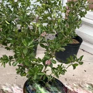 Barbados Cherry Live Plant - 3ft Tall Fruit Tree, Outdoor, Red Fruit - Image 1