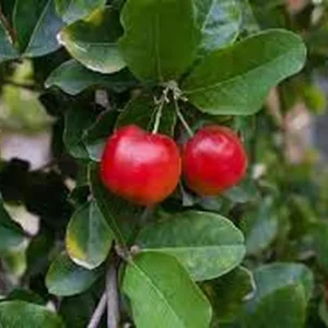 Barbados Cherry Live Plant – Half Gallon Pot, Acerola Fruit Tree - Image 2