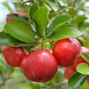 Barbados Cherry Live Plant – Half Gallon Pot, Acerola Fruit Tree - Image 3