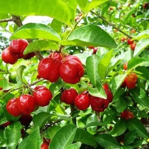 Barbados Cherry Live Plant – Half Gallon Pot, Acerola Fruit Tree - Image 4