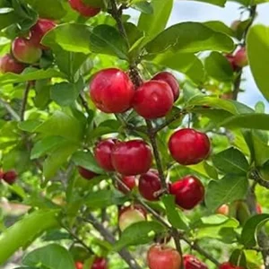 Barbados Cherry Live Plant – Half Gallon Pot, Acerola Fruit Tree - Image 5