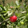 Barbados Cherry Live Plant – Half Gallon Pot, Acerola Fruit Tree - Image 1