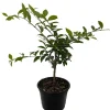 Barbados Cherry Live Plant – Malpighia emarginata – 4" Pot – Indoors/Out - Image 1