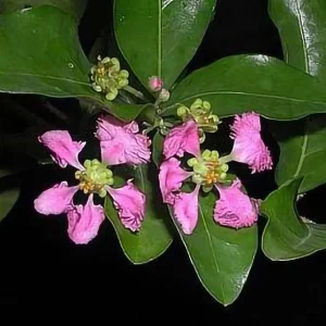 Barbados Cherry Live Plant – Malpighia emarginata – 4