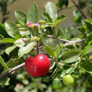 Barbados Cherry Live Plant – Malpighia emarginata – 4