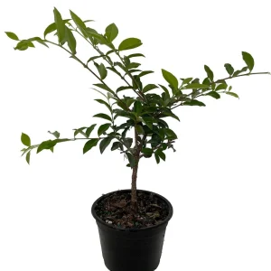 Barbados Cherry Live Plant – Malpighia emarginata – 4