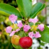 Barbados Cherry Tree Live Plant – 3 Gallon Pot – 3 Feet Tall – Edible Fruit - Image 1