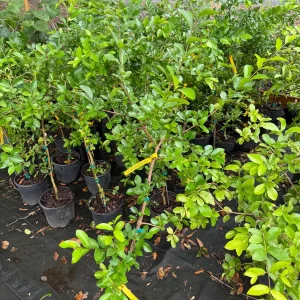 Barbados Cherry Tree Live Plant – 3 Gallon Pot – 3 Feet Tall – Edible Fruit - Image 2