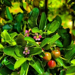 Barbados Cherry Tree Live Plant - Acerola Red Cherry Tropical Fruit Tree - 4-8 Inch Tall - Image 4