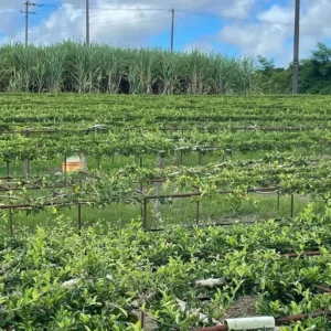 Barbados Cherry Tree Live Plant - Acerola Red Cherry Tropical Fruit Tree - 4-8 Inch Tall - Image 5