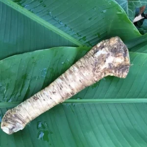 Bare Root Horseradish Plant - Perennial Herb for Culinary Use, Zone 3-8 - Image 2