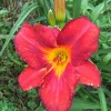 Bareroot Pardon Me Daylily Live Plant - Fragrant Red Hemerocallis - 1-2 Fans, 18" Tall - Image 1
