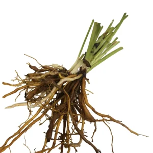 Bareroot Pardon Me Daylily Live Plant - Fragrant Red Hemerocallis - 1-2 Fans, 18