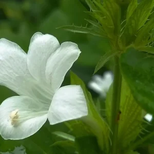 Barleria Cristata Live Plant – Purple Flower – Half Gal Pot - Image 2