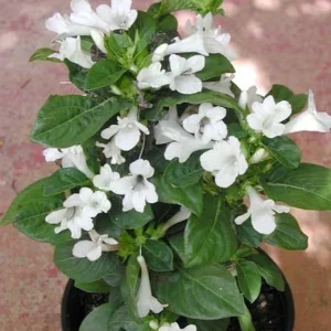 Barleria Cristata Live Plant – Purple Flower – Half Gal Pot - Image 3