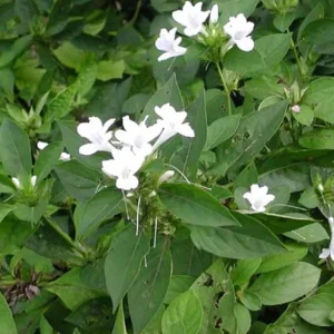 Barleria Cristata Live Plant – Purple Flower – Half Gal Pot - Image 4