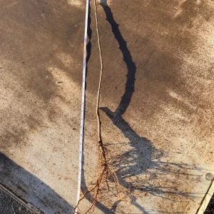 Bartlett Pear Tree Bare Root Live Plant – 2-3 ft Tall – Sweet & Juicy Fruit - Image 2