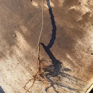 Bartlett Pear Tree Bare Root Live Plant – 2-3 ft Tall – Sweet & Juicy Fruit - Image 3