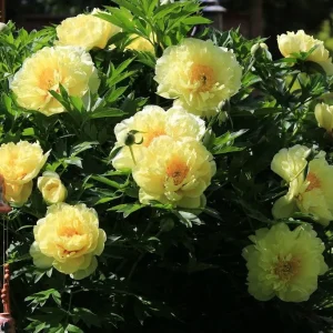 Bartzella Itoh Yellow Peony Live Plant Bareroot – Huge Double Blooms, Zone 4-9 - Image 2