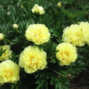 Bartzella Itoh Yellow Peony Live Plant Bareroot – Huge Double Blooms, Zone 4-9 - Image 3