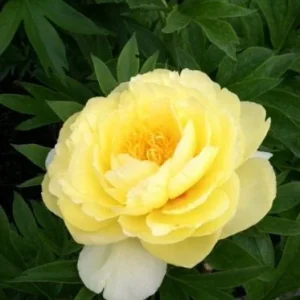 Bartzella Itoh Yellow Peony Live Plant Bareroot – Huge Double Blooms, Zone 4-9 - Image 4