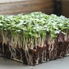 Basic Salad Mix Microgreen Seeds - Heirloom, Non-GMO for Sprouting - Image 1