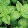 Basil Live Herb Plant – 8 inch Height – 3.5 inch Pot – Culinary Indoor/Outdoor - Image 2