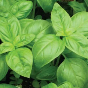 Basil Live Herb Plant – 8 inch Height – 3.5 inch Pot – Culinary Indoor/Outdoor - Image 2
