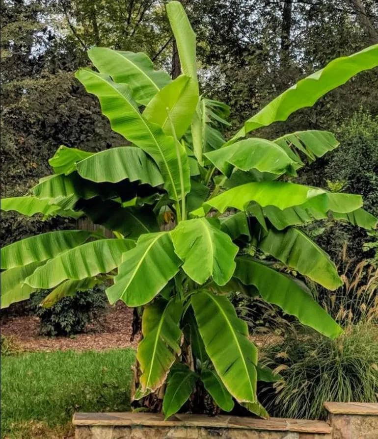 Basjoo Banana Live Plant – Hardy Ornamental Tropical Foliage – 6-10" Tall - Image 2