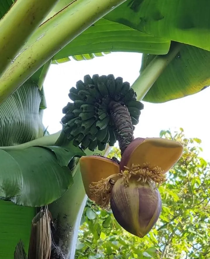 Basjoo Banana Live Plant – Hardy Ornamental Tropical Foliage – 6-10" Tall - Image 4