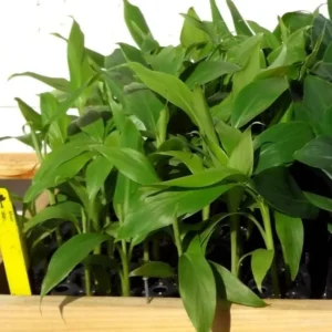 Basjoo Banana Live Plant – Hardy Ornamental Tropical Foliage – 6-10