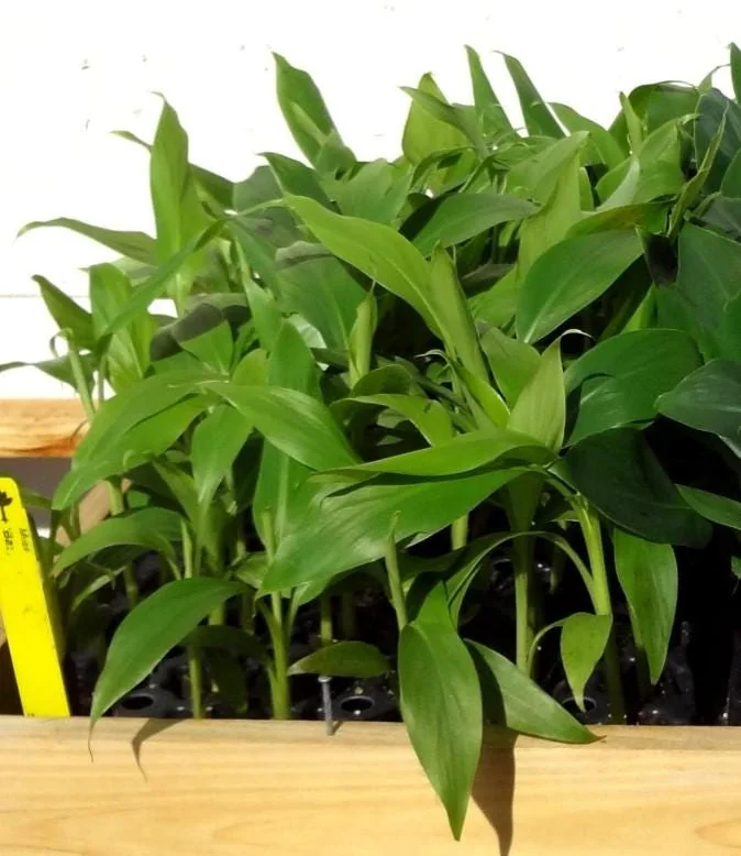 Basjoo Banana Live Plant – Hardy Ornamental Tropical Foliage – 6-10" Tall - Image 6