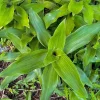 Basket Plant (Callisia fragrans) Live Plant - Easy Care Houseplant - Image 1