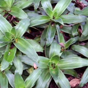 Basket Plant (Callisia fragrans) Live Plant - Easy Care Houseplant - Image 2