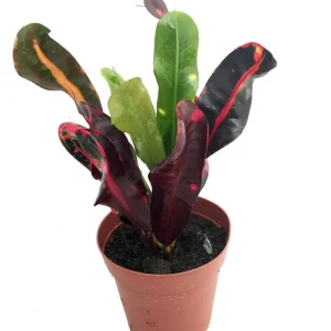 Batik Croton Live Plant - Colorful Potted Houseplant - 4-inch Pot - Image 1