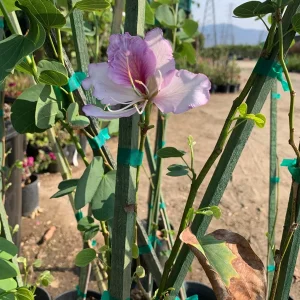 Bauhinia Purpurea Tree Live Plant – 3 Feet Tall Orchid Tree – 3 Gallon Pot - Image 2